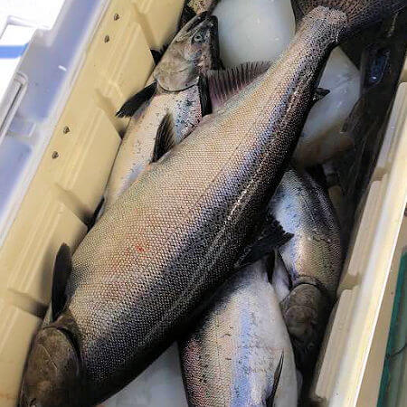 large cooler filled with king salmon for some folks from Henderson NY